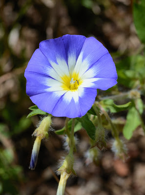 Convolvulus