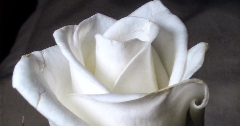 Mengenal Arti Bunga Mawar Putih