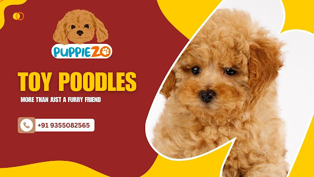 Toy Poodles Price