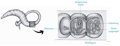 tanah mempunyai alat ekskresi khusus yang terdapat pada setiap segmen Pintar Pelajaran Sistem Ekskresi Cacing Tanah