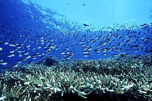 Blogganeh Pemandangan  Bawah  Laut  yang Indah