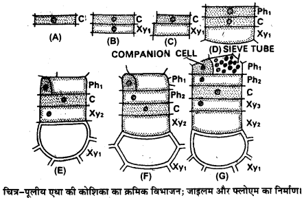 Solutions Class 11 जीव विज्ञान Chapter-6 (पुष्पी पादपों का शारीर)