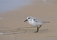 Sanderling