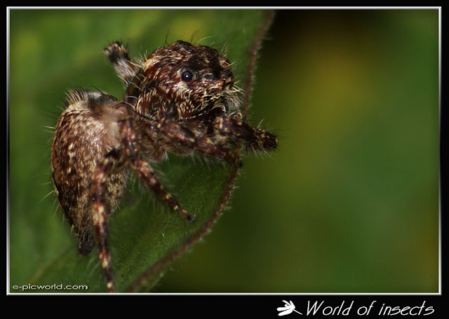 spider picture