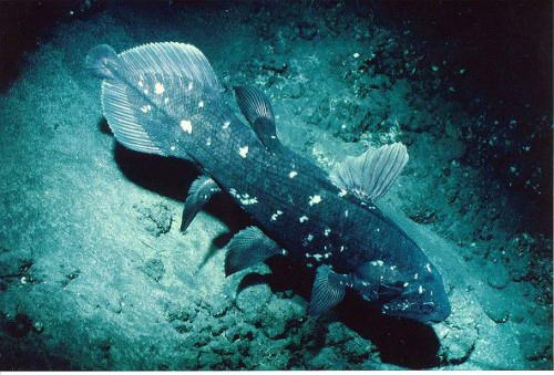 Arafah Aquarium 10 Jenis Ikan Purba  yang  masih  hidup 