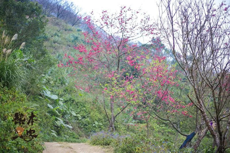 三峽竹崙私房賞櫻景點｜熊空櫻花林｜三峽媲美武陵農場櫻花林景點｜竹崙路櫻花｜北109鄉道櫻花林景點