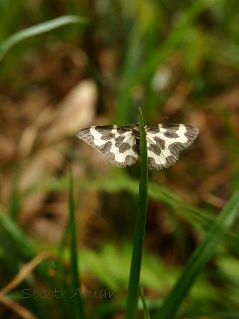 Gandaritis evanescens