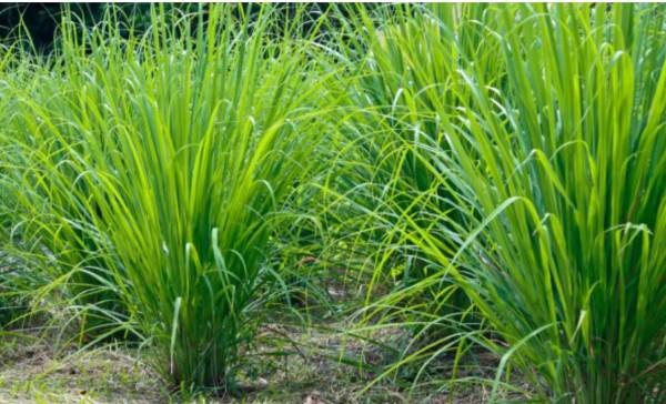 Manfaat Daun Sereh Bagi Kesehatan Tubuh Yang Jarang Diketahui