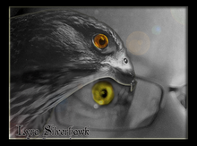 Moon Hay Incense Resin And Essential Oils Image