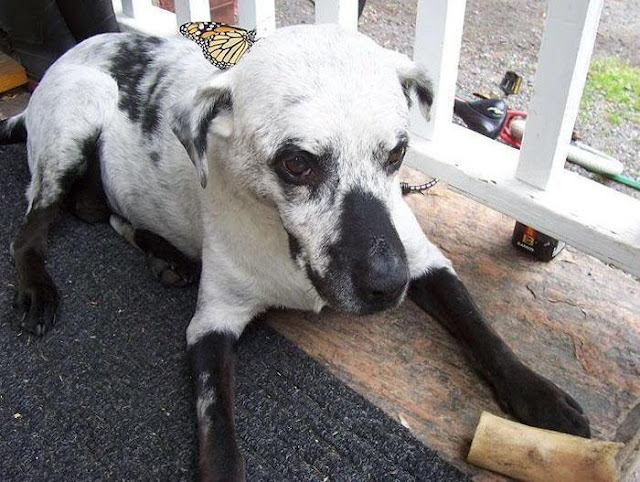 Animais com vitiligo 