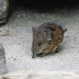 BREAKING SHREWS: Video shows rodents dancing. Fighting? Who knows!