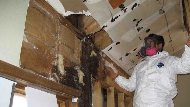 mould-removal-in-melbourne