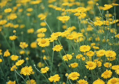 Imágenes y fotografías de flores