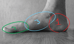 The three sections of the foot, the heel, arch, and ball.