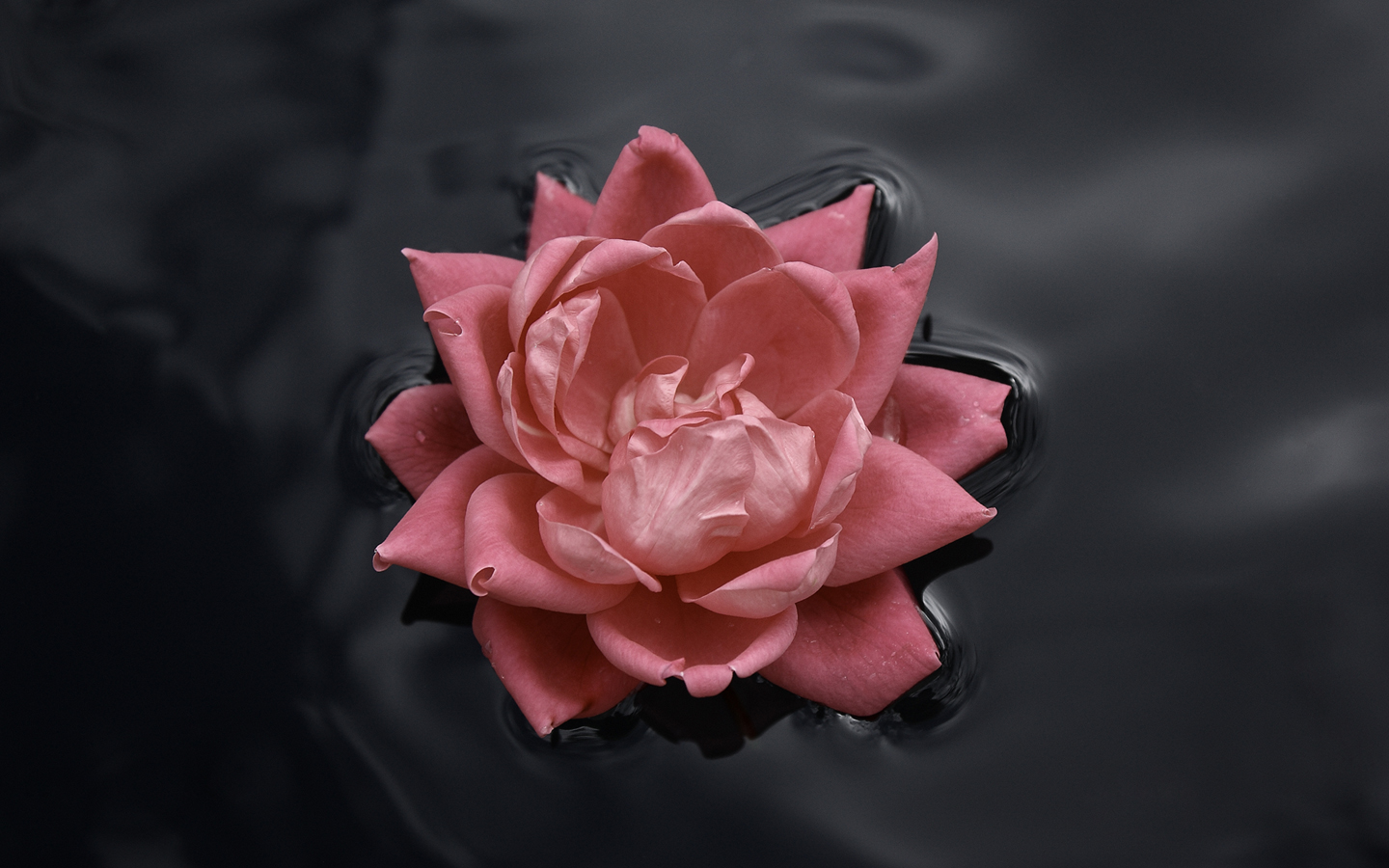 HD Wallpapers Pics: Rose Painting HD Wallpapers