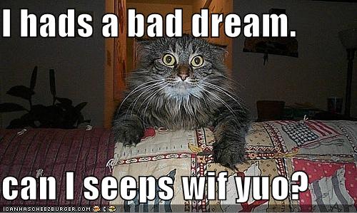 funny cat quotes. funny cat quotes.
