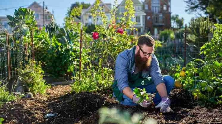 Jardinería Ecológica: Cultiva tu Propio Huerto Urbano de Manera Sostenible