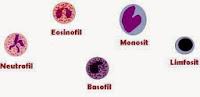 Pengertian, Fungsi, Jenis, dan Ciri-Ciri Sel Darah Putih (Leukosit)