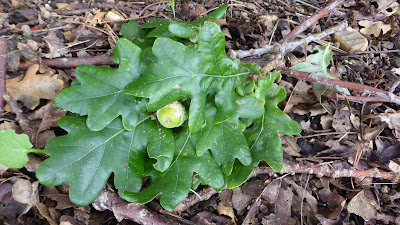 windfall oak leaves