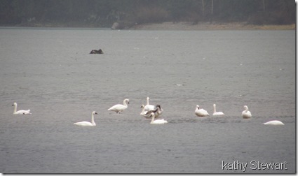 Swans in the rain