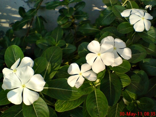 Catharanthus roseus (Madagascar Periwinkle) - Tapak dara_2