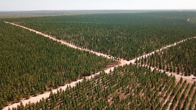 Rondônia avança no cultivo de floresta plantada e deve plantar mais 45 mil hectares nos próximos anos