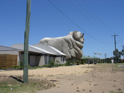 Big Merino side shot