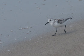 Sanderling (Calidris alba) 