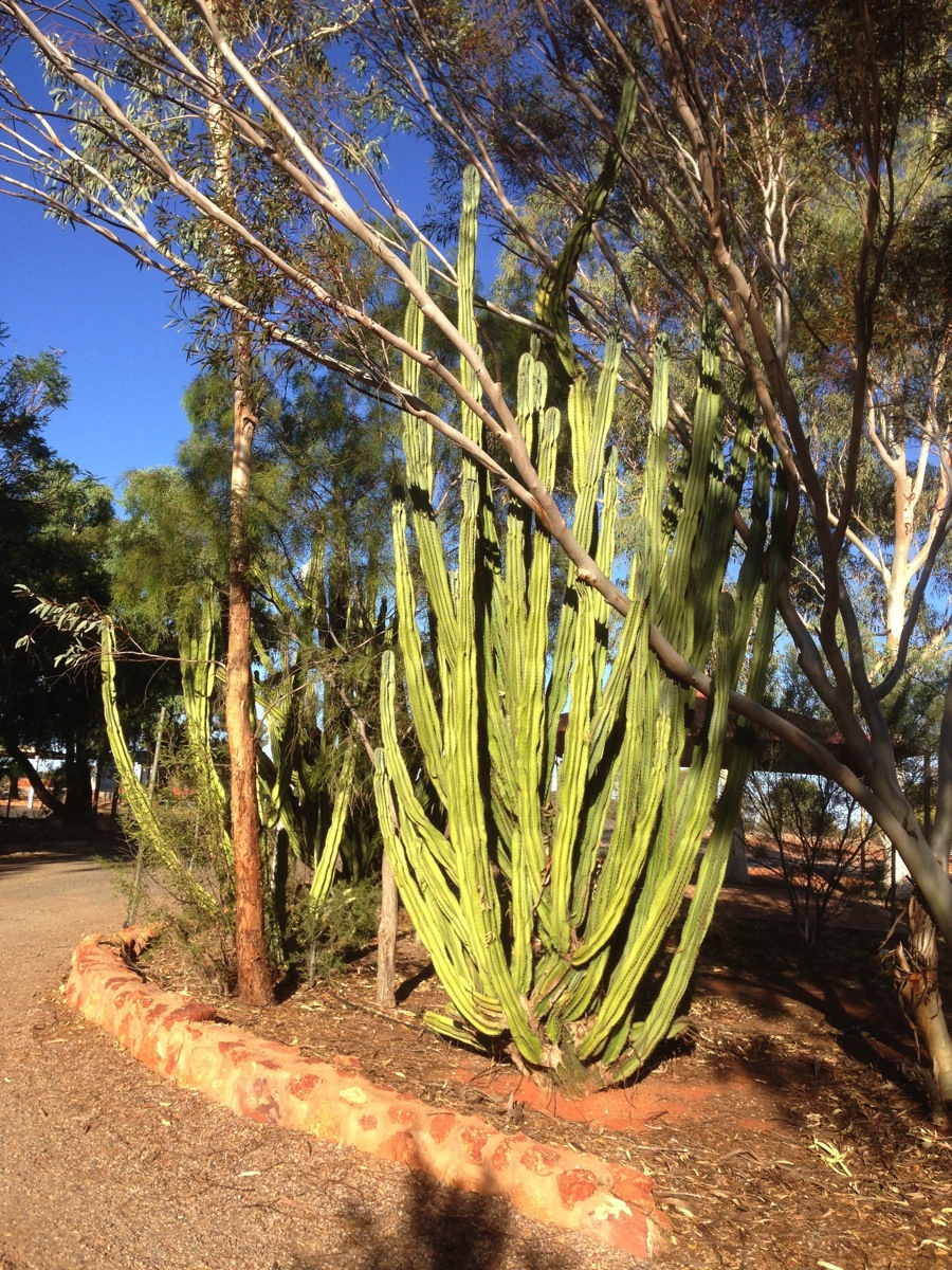 IMG 3390