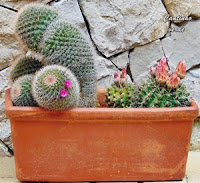 Mammillaria spinosissima