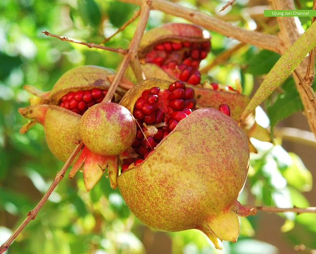 Gambar Pohon Dan Buah Delima