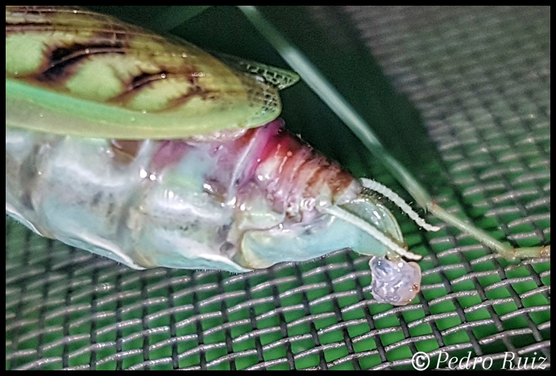 Espermatóforo dejado por el macho despues de la cópula de Omomantis zebrata