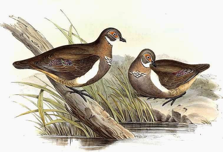 Partridge pigeon Geophaps smithi
