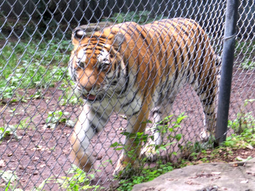 Amur Tiger