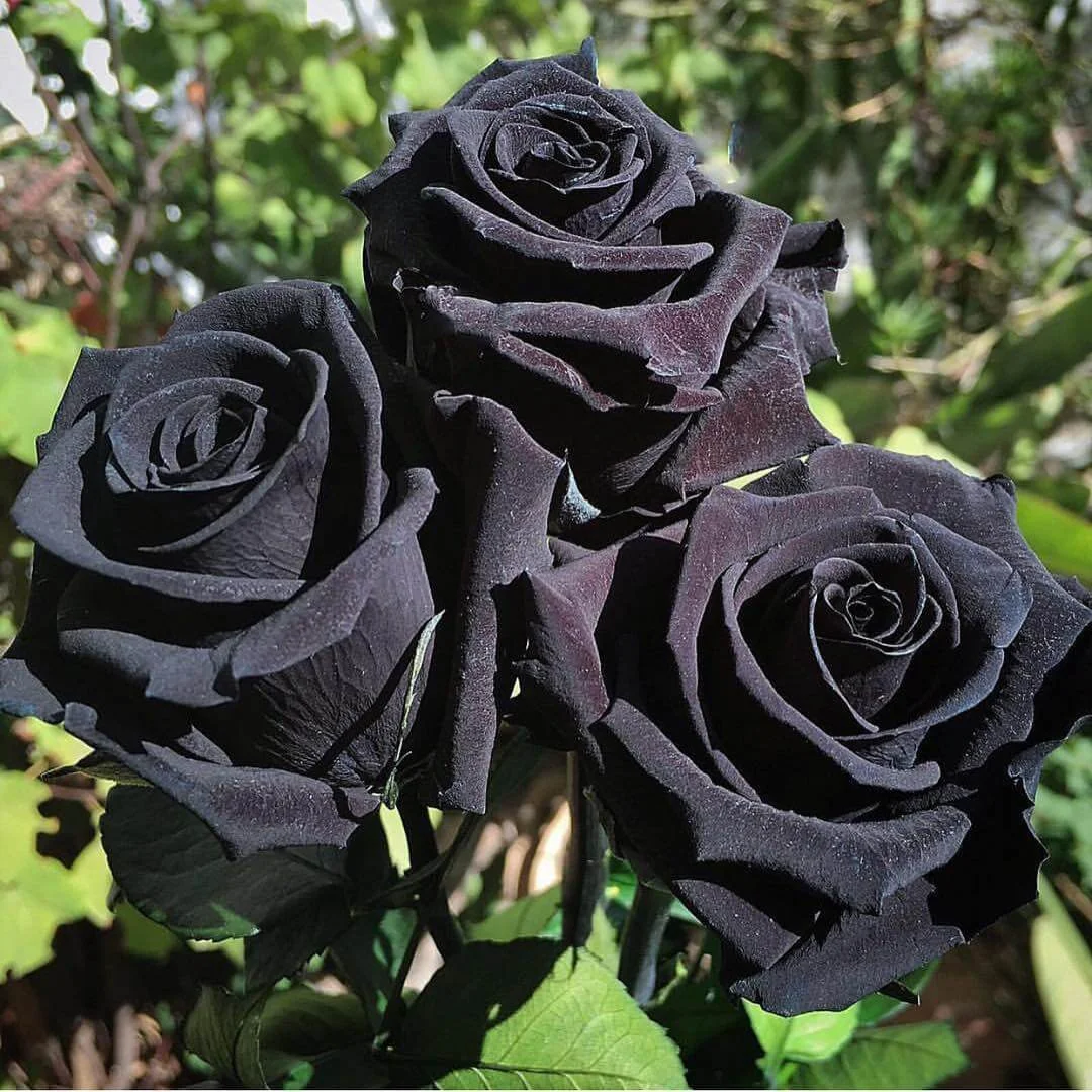 কালো গোলাপ ফুলের ছবি - Pictures of black roses - ২০ রঙের গোলাপ ফুলের ছবি - গোলাপ ফুলের বিভিন্ন জাত - Pictures of 20 colored roses - NeotericIT.com