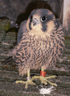 Tiddler on The Roof