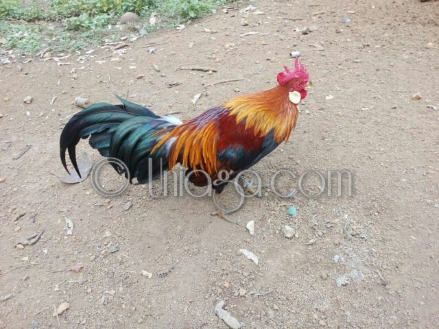 Ayam Hutan Denak - Uniaga Aviary