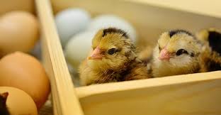 Proverb: Don't count your chickens before they hatch.