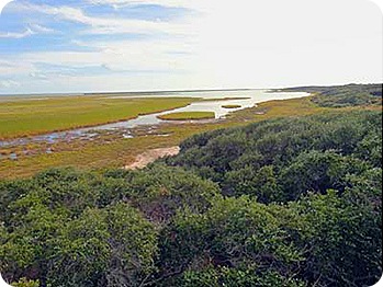 marsh-land