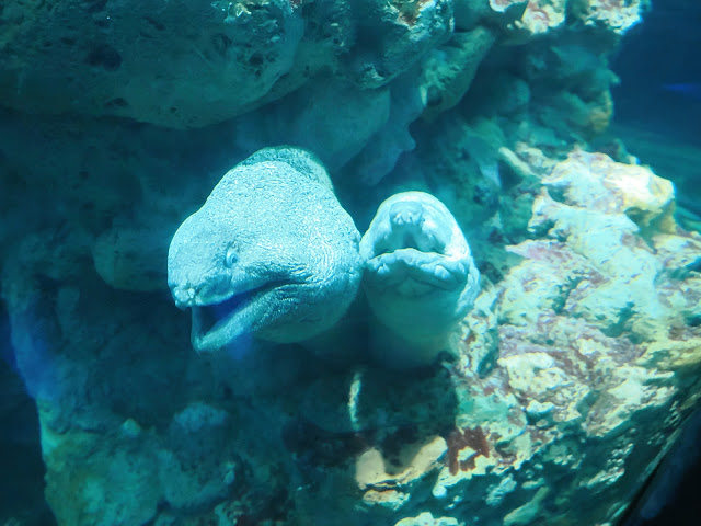 jiemve, le temps d'une pose, Gênes, Genova, aquarium, murène, murènes