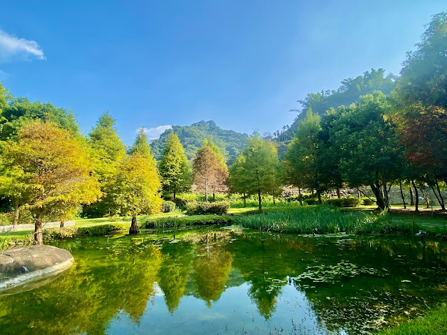 太平苗圃落羽松