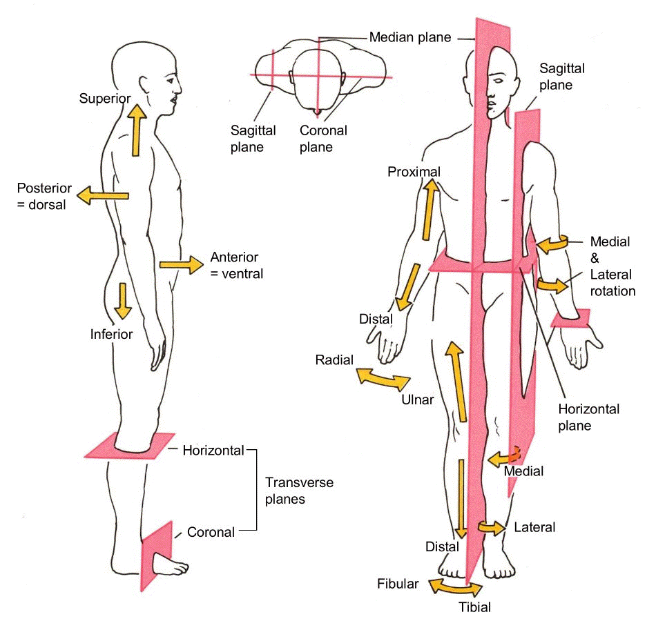 Anatomy and Physiology I Coursework: Anatomical Position ...