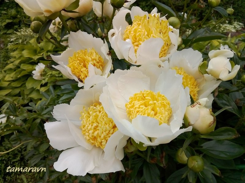 Пион 'Yellow King' / Пион 'Йеллоу Кинг' (Paeonia 'Yellow King')