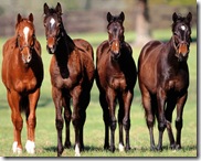 horses(1)