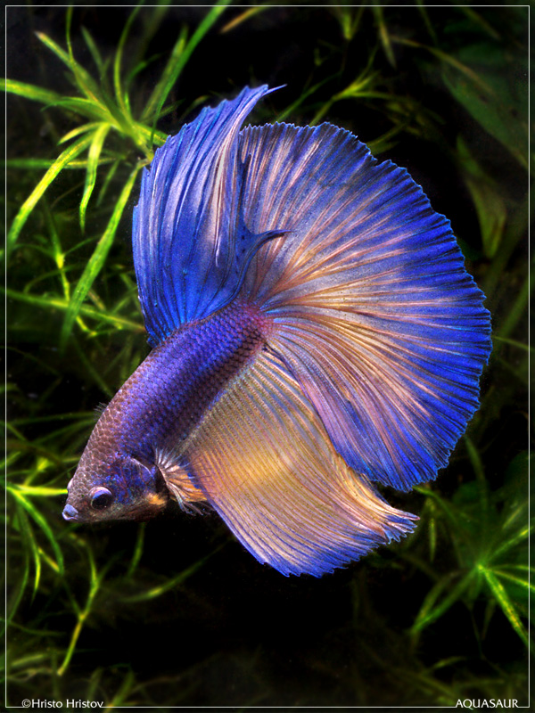 BETTA FISH PICTURES P B T