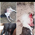 Os Desafios no Enfrentamento dos Ataques de Cães aos Rebanhos de Caprinos e Ovinos no Território da Bacia do Jacuípe 