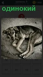 На земле лежит одинокая собака с поднятой мордой и свернувшись клубком с грустным выражением морды