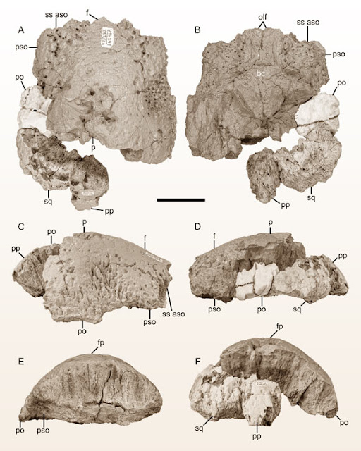 Tο θολωτό κρανίο του Platytholus clemensi. Κλίμακα: 5 εκ. [Credit: Horner et al., doi: 10.1080/02724634.2023.2190369].