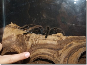 This was a live Tarantula in the Zoo exhibit