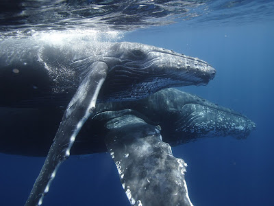 Humpback Whale